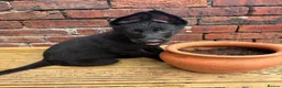 German Shepherd dogs for sale: Working Line GSD × Belgian Puppies – Ready Now - Advert 13