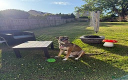 Mixed Breed dogs for sale: 3 year old malinois cross - Belle  - Image 2