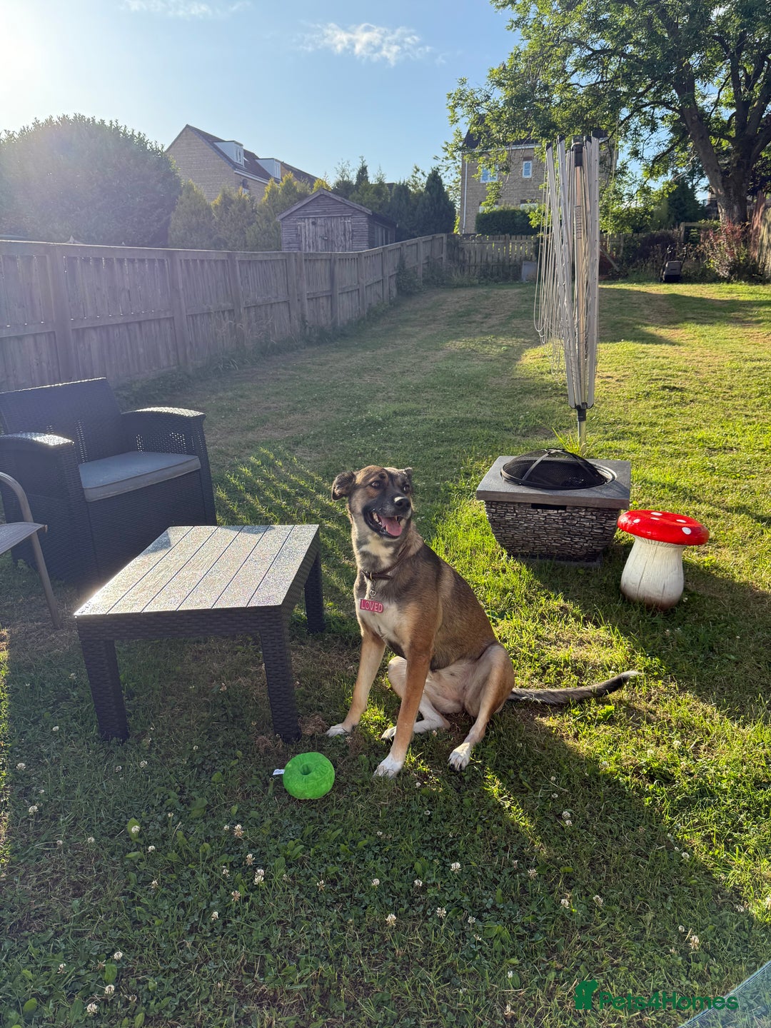 Mixed Breed dogs for sale: 3 year old malinois cross - Belle  - Image 2