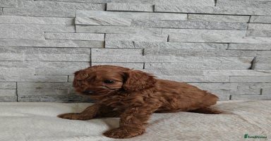 Cavapoo dogs - Advert 16