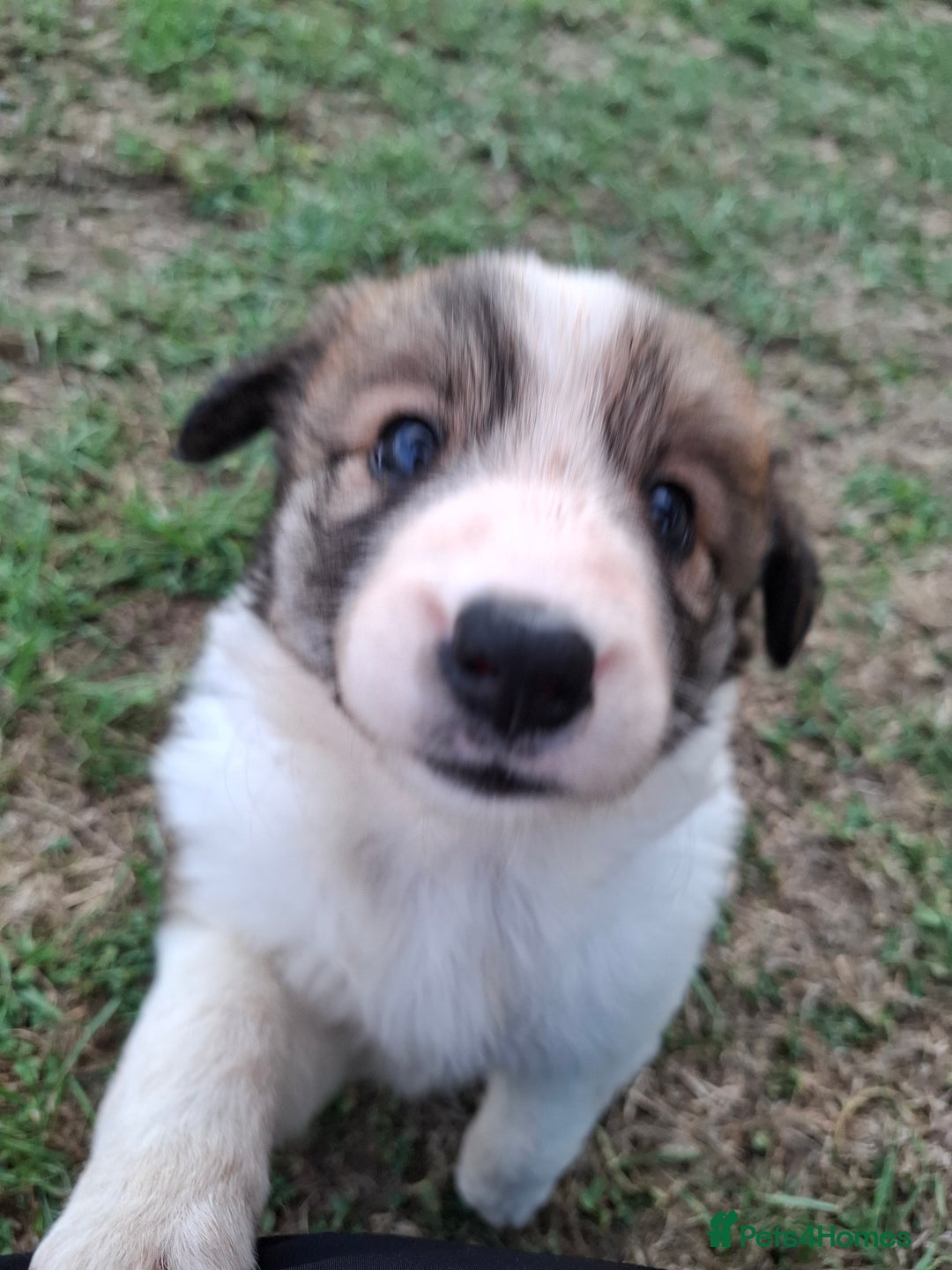 Border Collie dogs for sale: 7 border collie pups 🌟  - Image 6