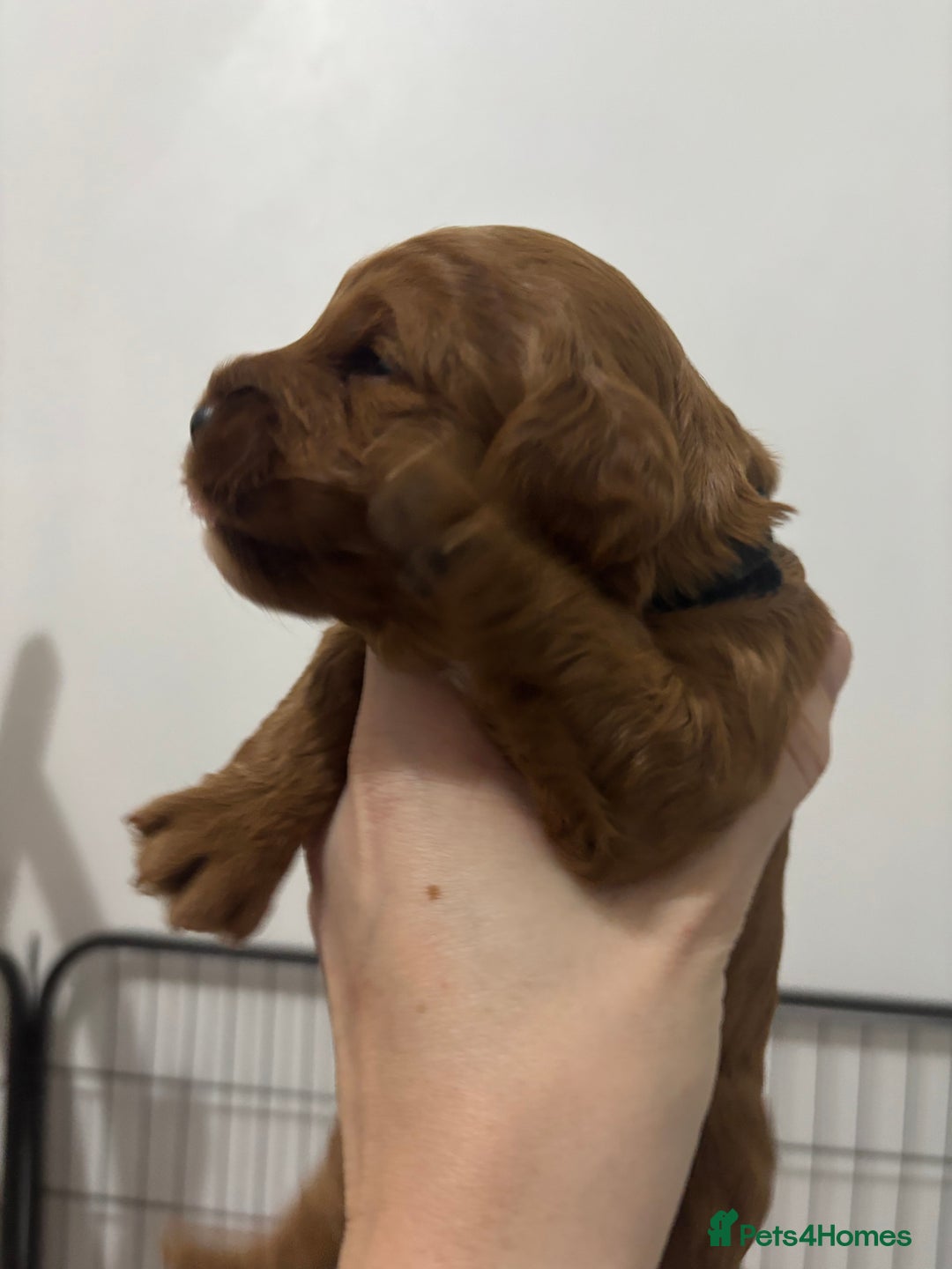 Cockapoo dogs for sale: Red cockapoo pups 😍 3 weeks old almost  - Advert 12