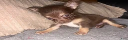 Chihuahua dogs for sale: Two female chihuahuas - Advert 5
