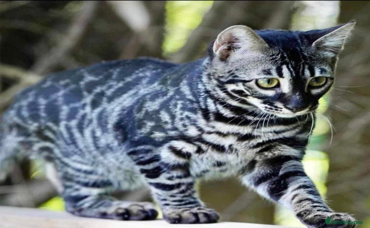 Bengal cats - Advert 1