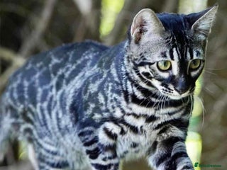 Bengal cats - Advert 6