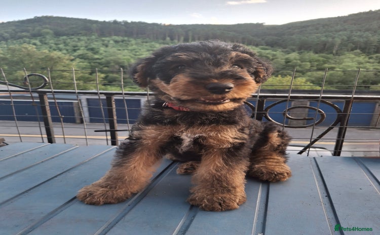 Airedale Terrier dogs - Advert 2