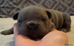 French Bulldog dogs for sale: French Bulldog Puppies - Image 8