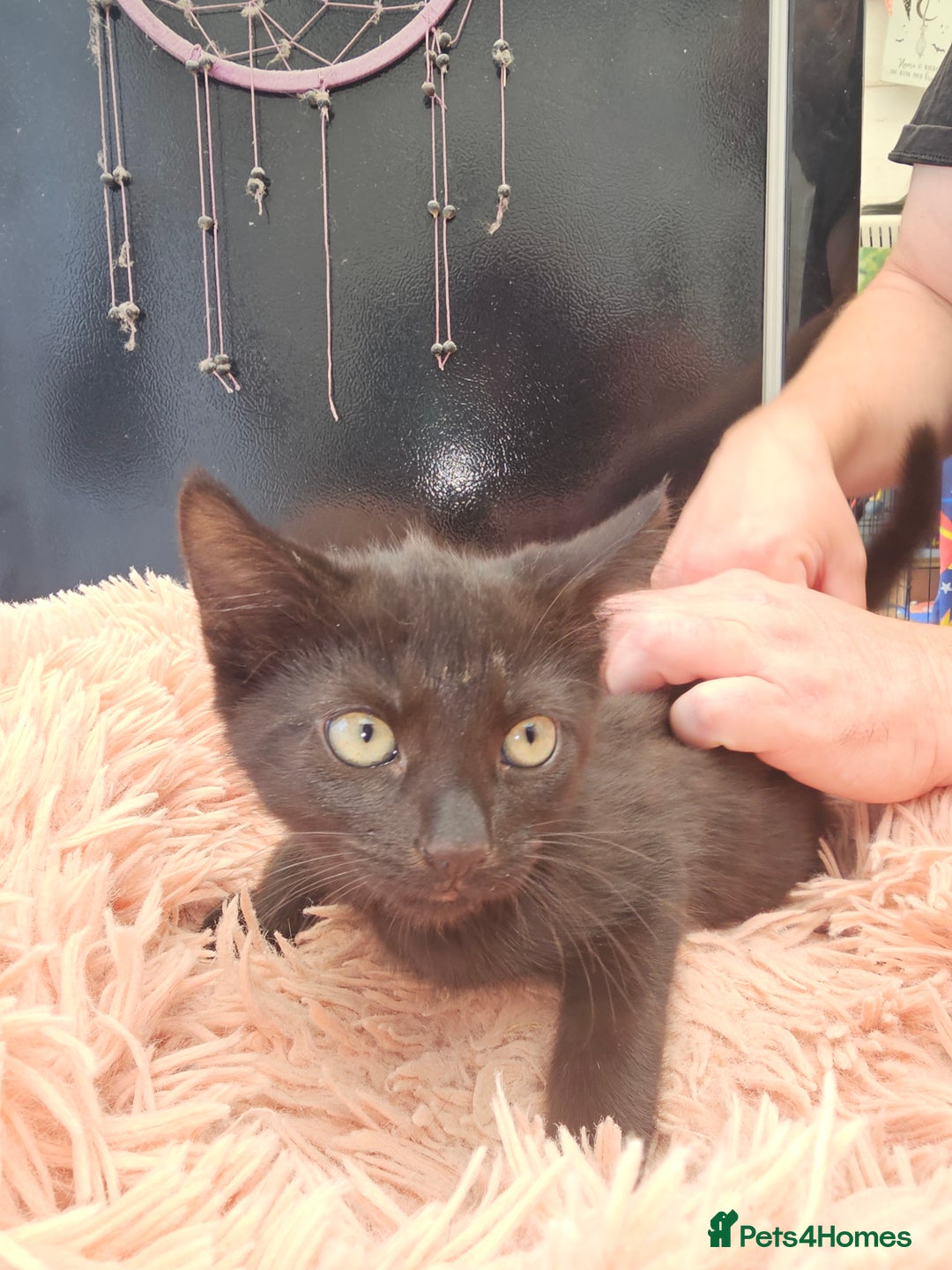 Mixed Breed cats for sale: KITTENS READY TO LEAVE NOW ONLY  1 BLACK GIRL LEFT - Image 4