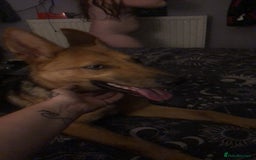 Shepsky dogs for sale: German shepherd cross husky  - Image 3