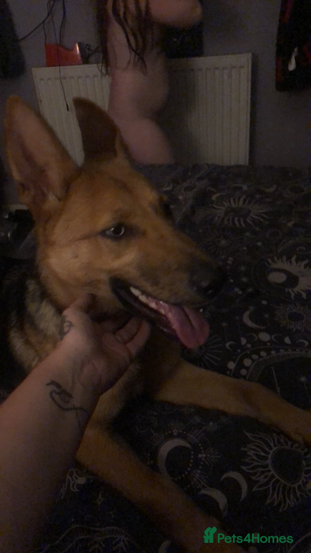 Shepsky dogs for sale: German shepherd cross husky  - Image 3