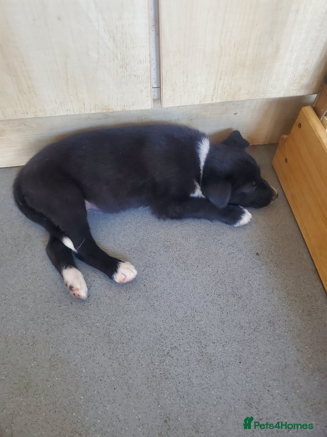 Mixed Breed dogs for sale: Huntaway cross border collie pups - Image 2