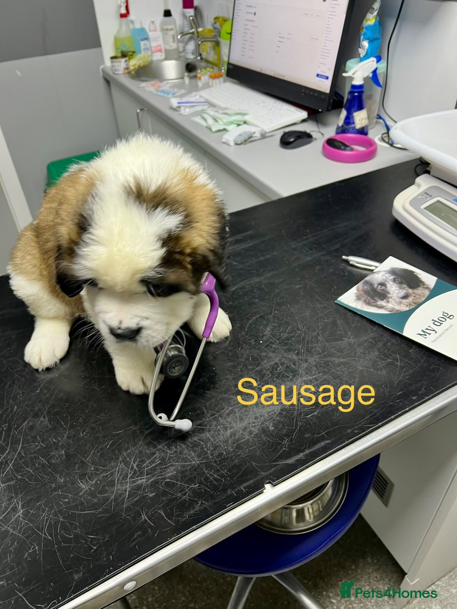 Saint Bernard dogs KC registered Show Quality Puppies 1 Boy & 1 Girl - Advert 1