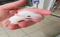 Rat rodents for sale: Babies rats, rex, dumbos and fancy - Image 22