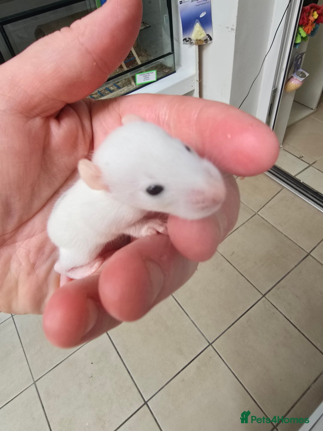 Rat rodents for sale: Babies rats, rex, dumbos and fancy - Image 22