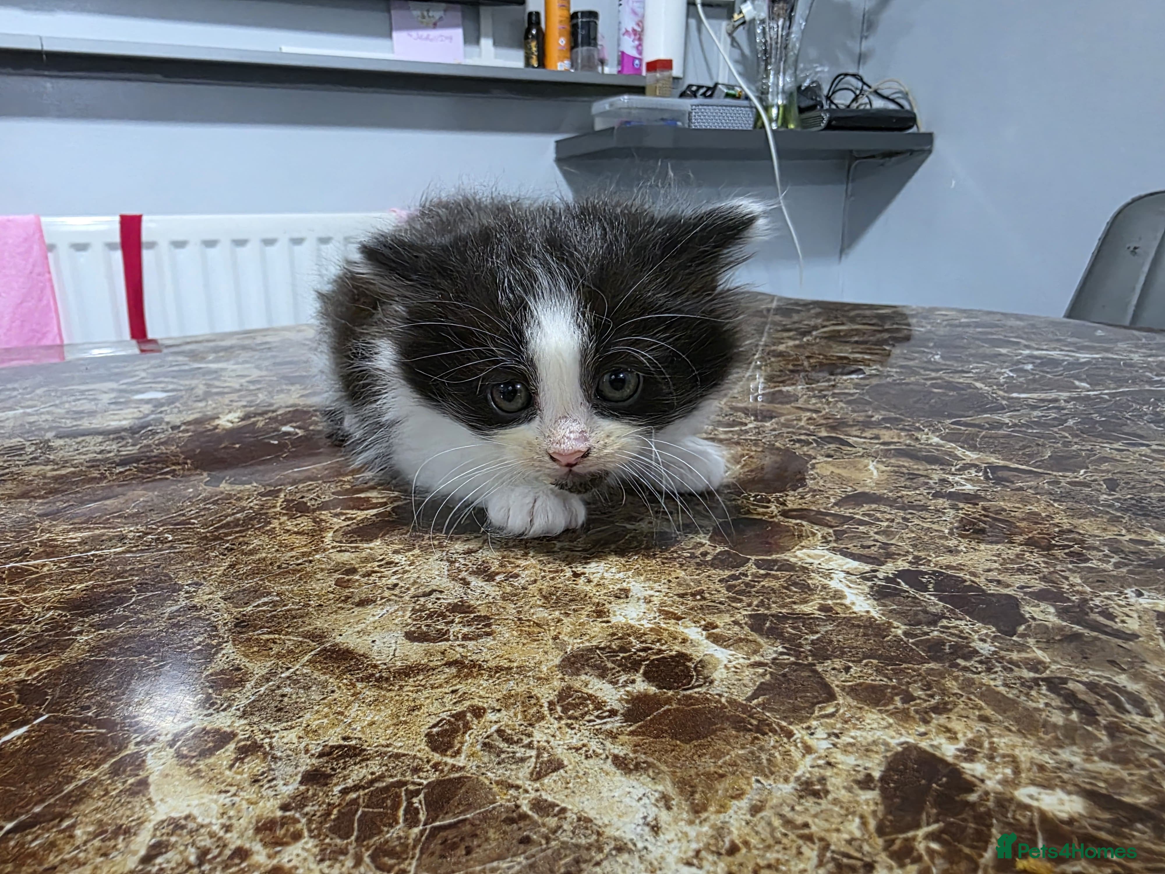 Bengal cats Three beautiful bengal maine coon kittens! - Advert 2