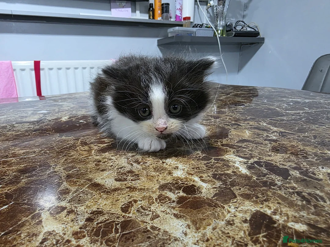 Bengal cats for sale: Three beautiful bengal maine coon kittens! in Stourbridge - Advert 2