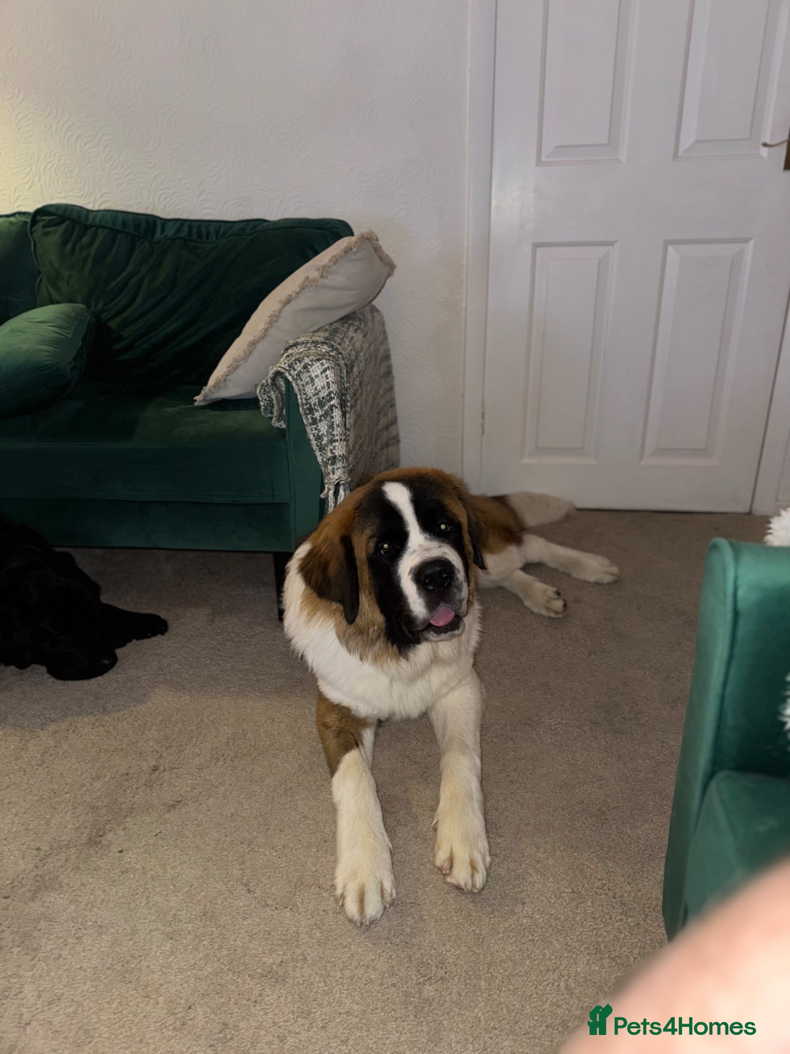 Saint Bernard dogs Donald - Advert 5