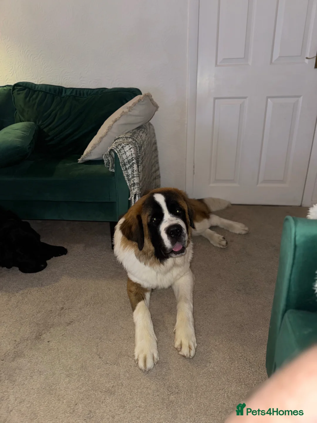 Saint Bernard dogs for sale: Donald in Middlewich - Advert 1