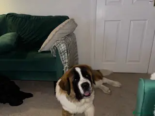 Saint Bernard dogs Donald - Advert 5
