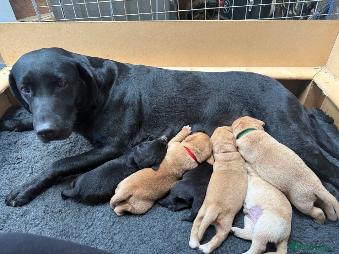 Labrador Retriever dogs for sale: Pedigree Working Lab Puppies. Ready 8th November - Image 6