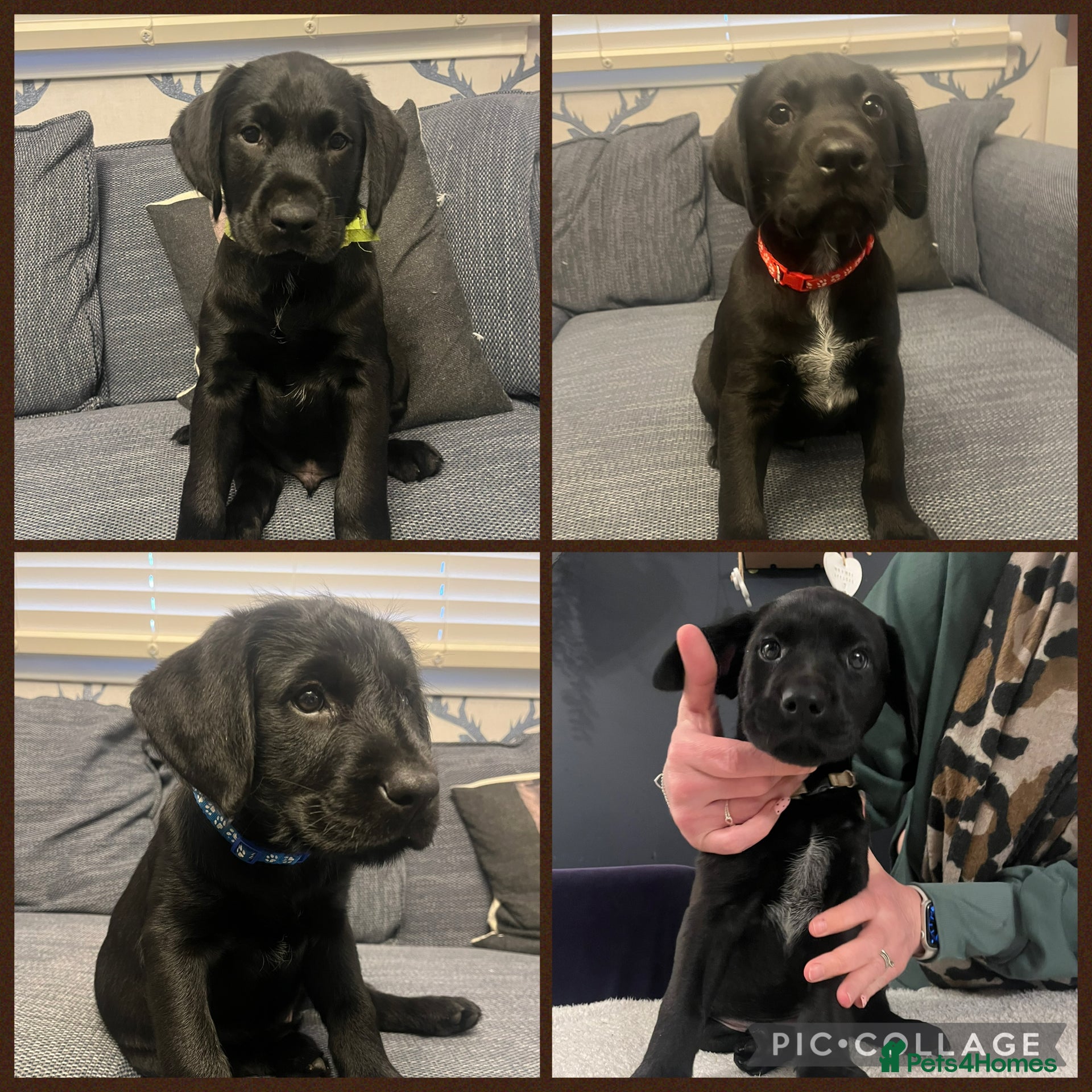 Mixed Breed dogs  Ready for their forever home - Advert 8