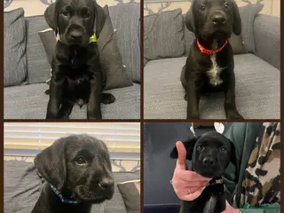 Mixed Breed dogs Ready for their forever home - Advert 8