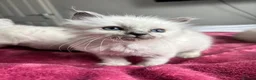 Ragdoll cats for sale: Blue point Ragdoll kittens  - Advert 19