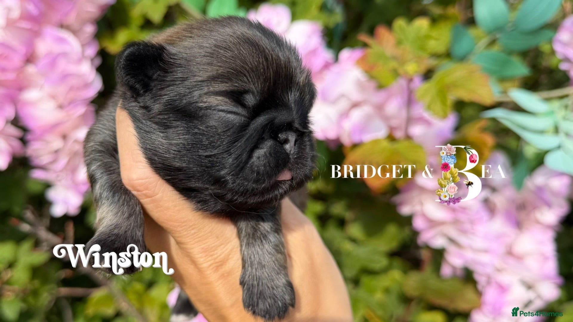 Pekingese dogs 💙 Two fawn boys available 💙 - Advert 2