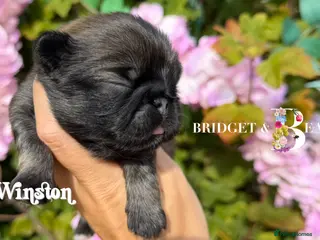 Pekingese dogs 💙 Two fawn boys available 💙 - Advert 2