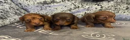 Miniature Dachshund dogs for sale: 3 Long hair mini dachshund puppies - Advert 8