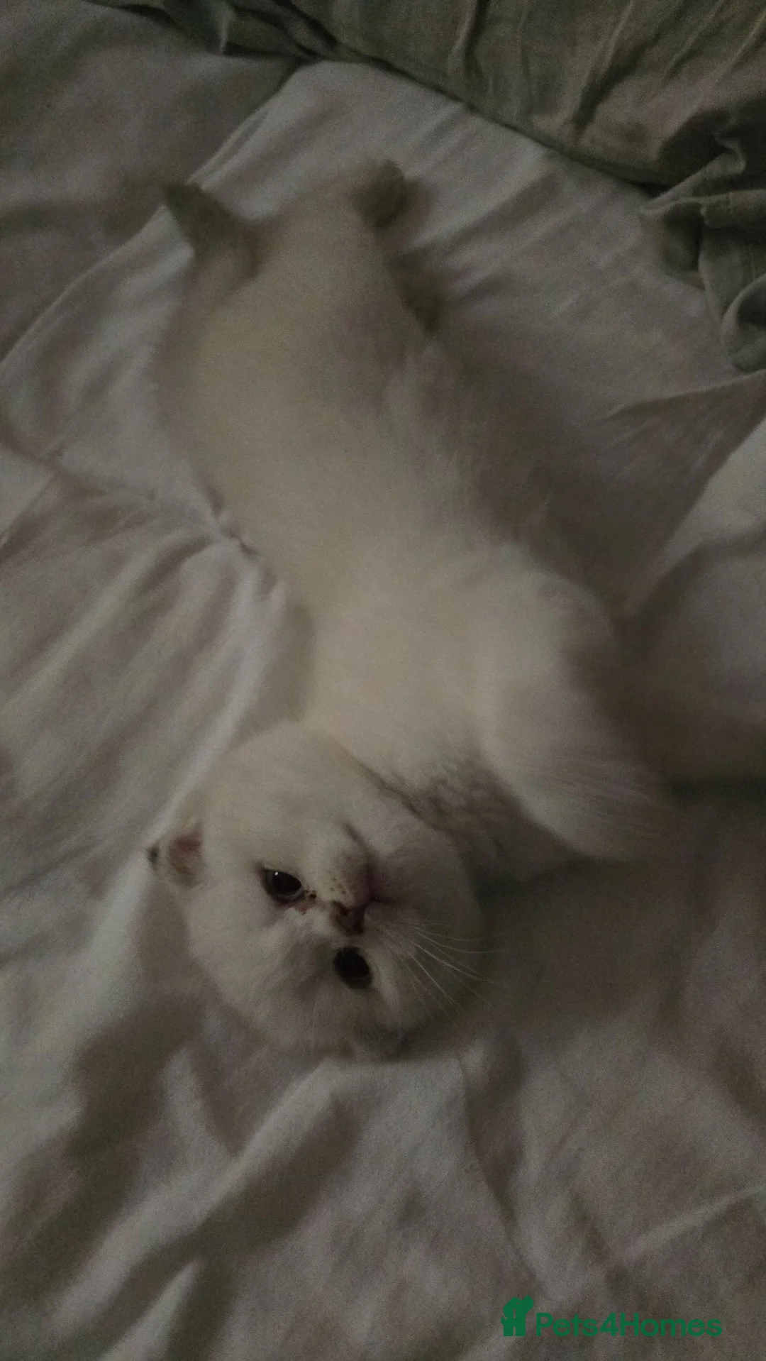 Scottish Fold cats for sale: Scottish fold  - Advert 20