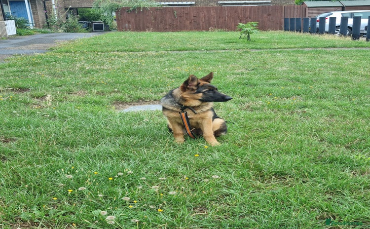 German Shepherd dogs - Advert 2