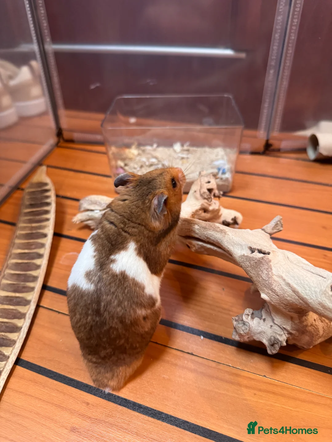 Hamster rodents for sale: Male Syrian hamster 🐹  - Advert 9