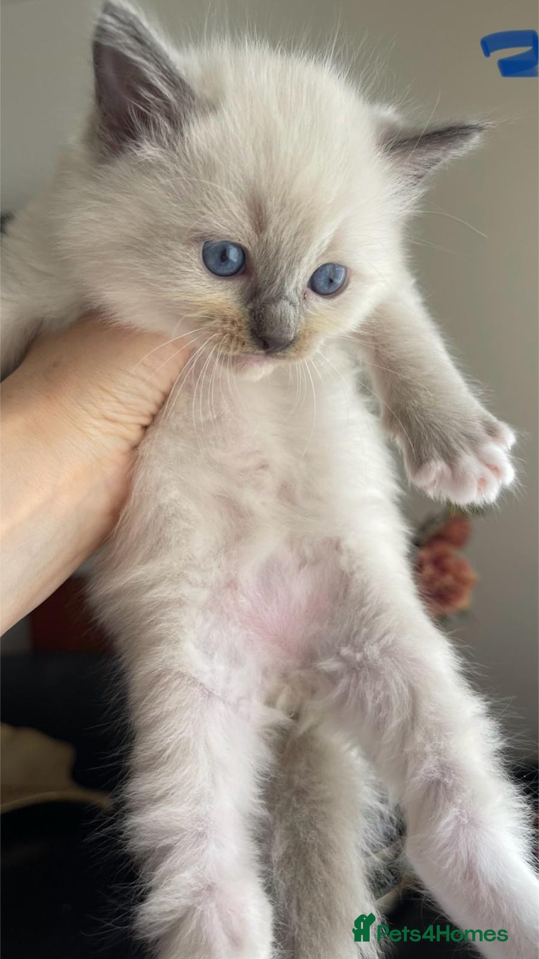 Ragdoll cats for sale: ragdoll kittens - Advert 3