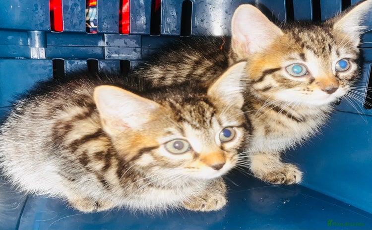 Mixed Breed cats - Advert 11