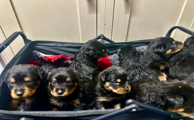 Rottweiler dogs - Advert 1
