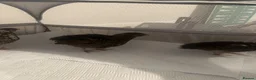 Quail poultry for sale: Unsexed Coturnix Quail just over 4 weeks old in Beckenham - Advert 3