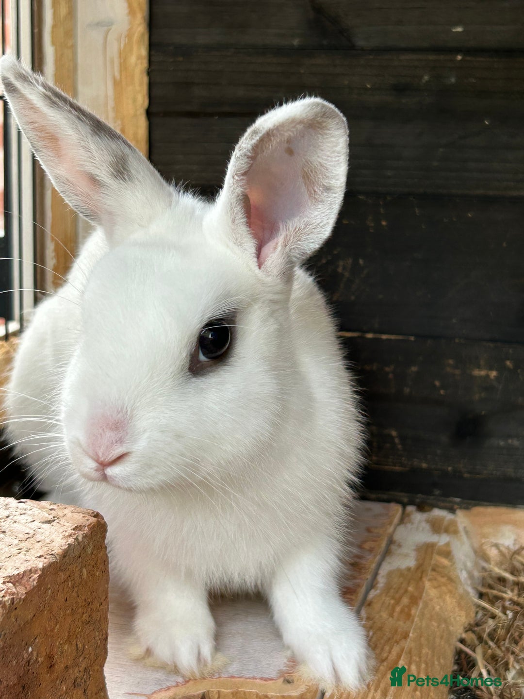 Mixed Breed rabbits for sale: 10 week old rabbits  - Advert 1