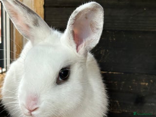 Mixed Breed rabbits - Advert 23