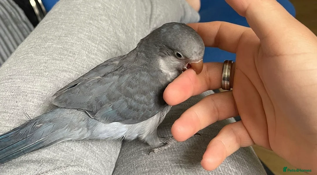 Parakeets birds for sale: Quaker Female Baby Handreared - Advert 3