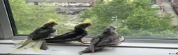 Mixed Breed birds for sale: Baby Cocatiel birds and budgies - Advert 31