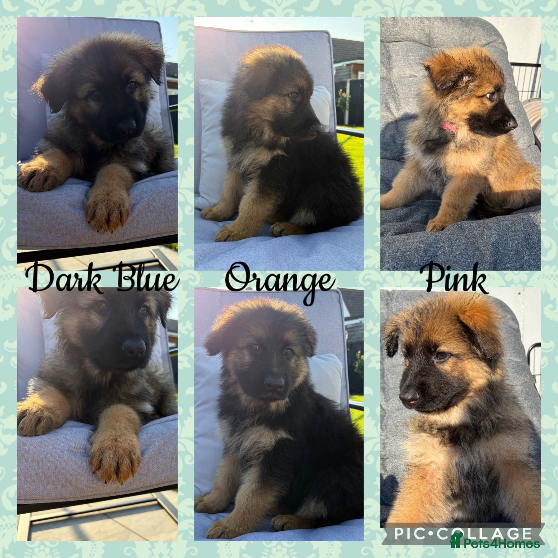 German Shepherd dogs 🐾 2 girls and 1 boy left ready to leave now🐾 - Advert 2