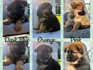 German Shepherd dogs 🐾 2 girls and 1 boy left ready to leave now🐾 - Advert 2