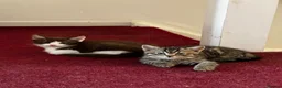 American Shorthair cats for sale: Beautiful Tabby Kittens Ready for Loving Homes - Advert 12