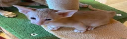 Oriental cats for sale: GCCF Reg Rare Oriental RED & APRICOT FEMALES - Advert 10