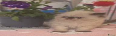 Persian Kitten 3