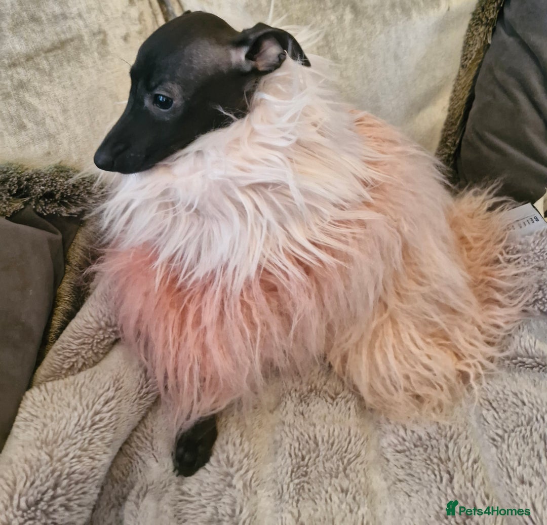 Italian Greyhound dogs for sale: KC reg  Italian greyhound puppies  - Image 14