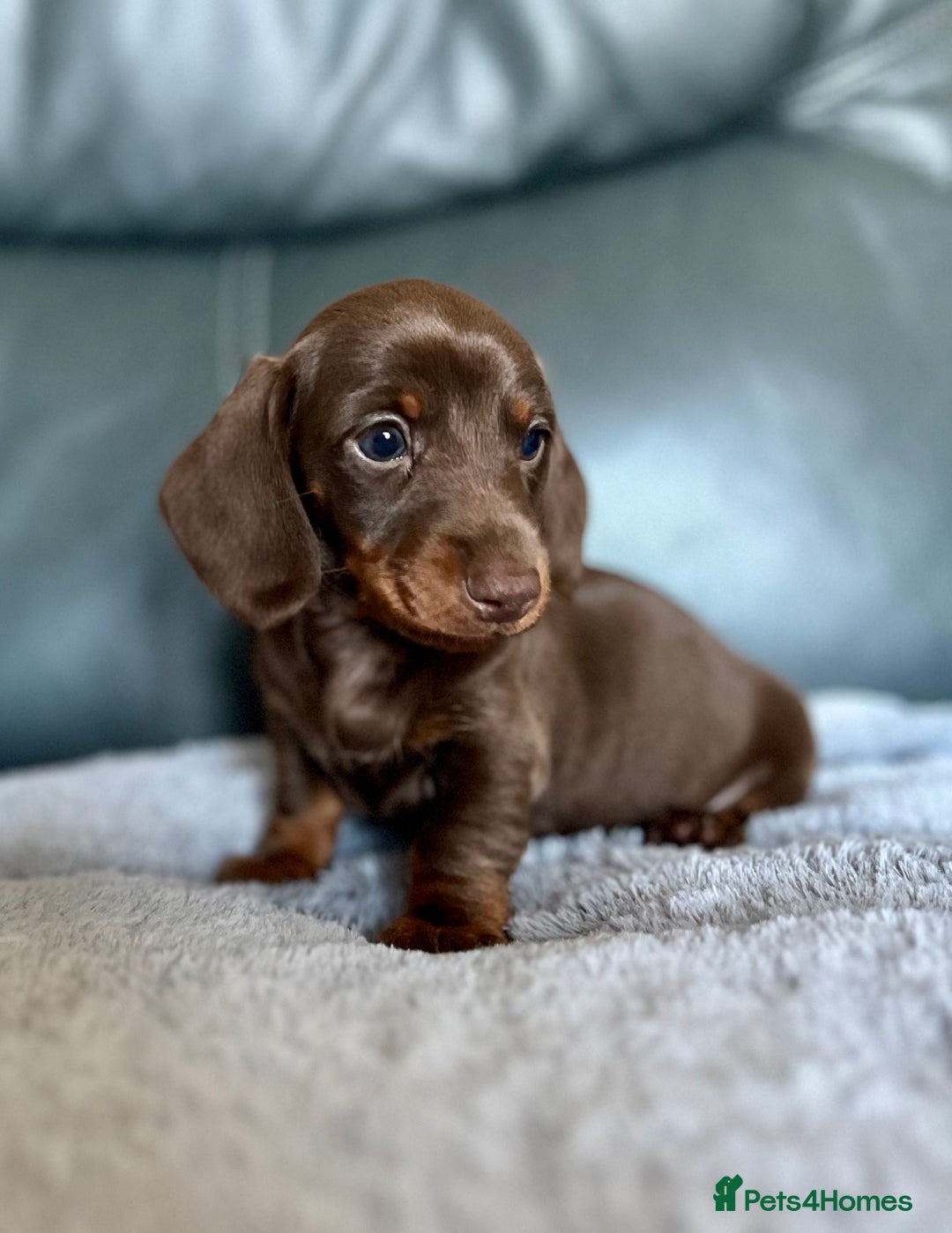 Miniature Dachshund dogs for sale: Miniature Dachshund puppies  - Image 14