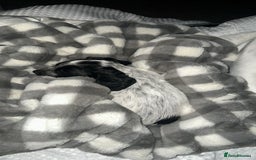 Sprocker dogs for sale: Sprocker spaniel male pup - Advert 2