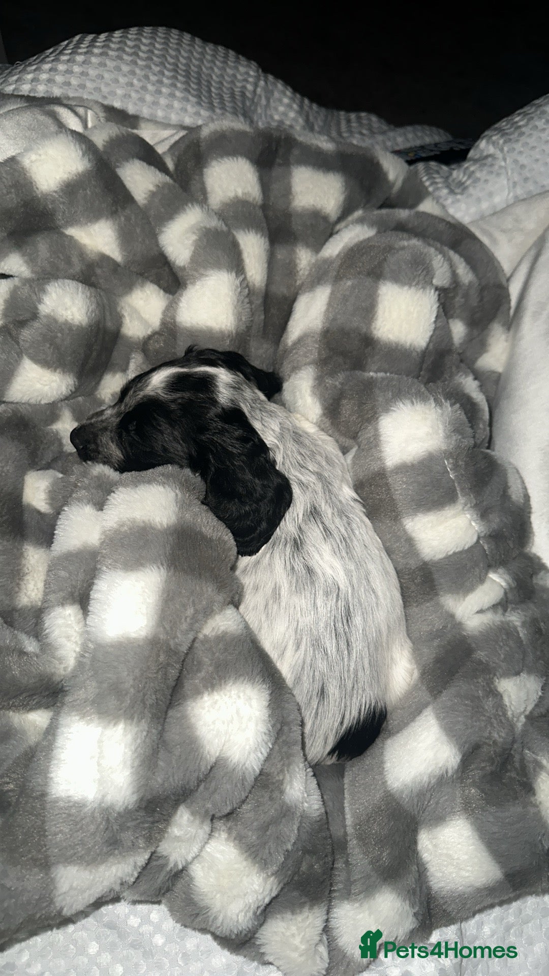 Sprocker dogs for sale: Sprocker spaniel male pup - Advert 2